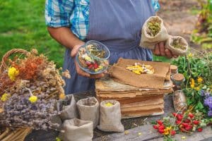 formation cueilleur de plantes comestibles