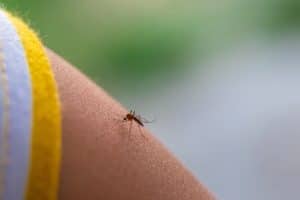Pièges à moustiques sans insecticide : comment bien choisir ses accessoires